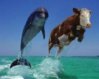 dolphins vs cowboys.jpg