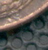 wheatdent3.jpg