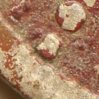 12s-detail-rev.jpg