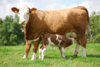 cow & calf.jpg