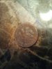 Dime-Tails.jpg
