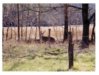 Big Buck.jpg