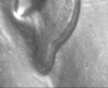 66 SMS DDO-013 doubled ear.jpg