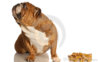dog-turning-nose-up-to-treats-7976630.jpg