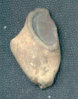 oldear.jpg
