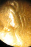 fuzzy2.jpg