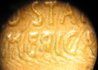 fuzzy4.jpg