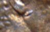 ear blob.jpg