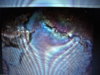 q 001.JPG