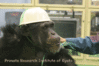 chimp.gif