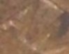 Closeup.jpg