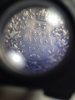 25 cent 1918_missing C2.jpg