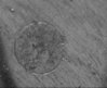 66 circle 200 X.jpg