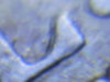 1874 Seated Half DDR 001.jpg