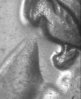 66 ADR-002 bridge of nose and eye.jpg