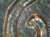 1960D RPM 1 6.jpg