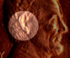 1984DoubleEarFrontCLOSE2.jpg