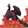 phoenix.jpg