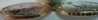 DSC03593%2EJPG.jpg