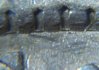 Denticles1878r79.JPG