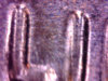 Image11.jpg