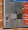 bird 3.bmp.jpg