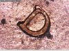 88 D Closeup.jpg