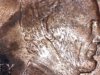 Lincoln Double Earlobe.jpg
