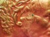 2006 penny ear 5.jpg