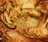 2006 penny ear 7.jpg