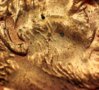 2006 penny ear 8.jpg
