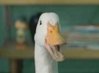 1126duck[1].jpg