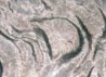 hair whorl.jpg