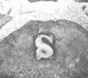 close-up.jpg
