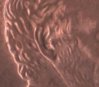 1997Dddoearlobe8.JPG