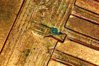 1997 Penny 20.jpg