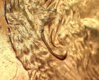 1997 Penny 27.jpg