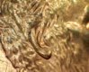 1997 Penny 29.jpg