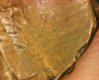 Penny unknown date 11.jpg