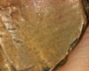 Penny unknown date 7.jpg