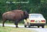 485_BuffaloBust.jpg