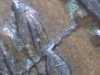 1821 St Helena Die 3 crack 60x.jpg