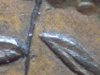 1821 St Helena Die 4 crack 60x.jpg