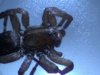 Spider head.jpg