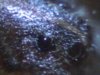 Spider eye 60x.jpg