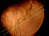 2005D Penny Die Crack.jpg