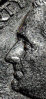 profile roosevelt.jpg