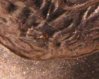 2006 p bu die crack in hair v.7 sm sz.jpg