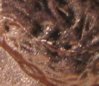 2006 p bu die crack in hair v.5 sm sz.jpg