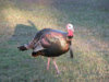 wild_turkey.jpg
